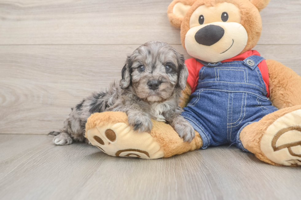 5 week old Cavapoo Puppy For Sale - Simply Southern Pups