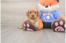 Cavapoo Puppy for Adoption