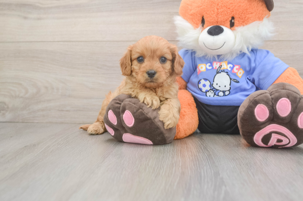 5 week old Cavapoo Puppy For Sale - Simply Southern Pups