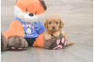 Cavapoo Pup Being Cute