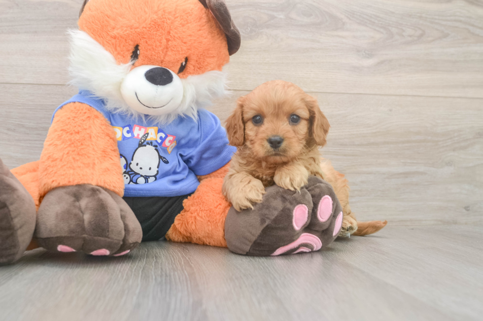 Cavapoo Pup Being Cute