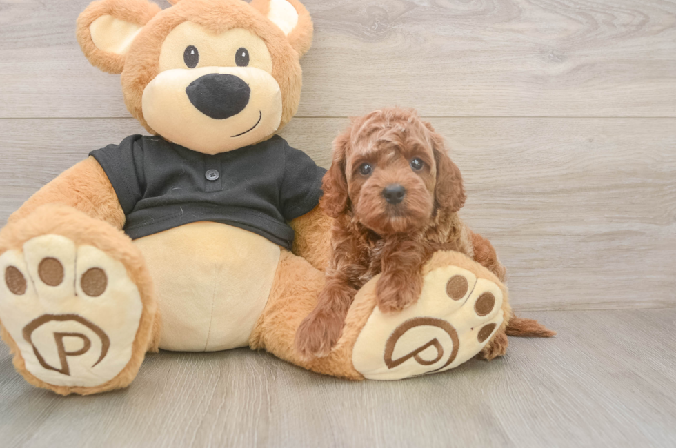 5 week old Cavapoo Puppy For Sale - Simply Southern Pups