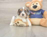 8 week old Cavapoo Puppy For Sale - Simply Southern Pups