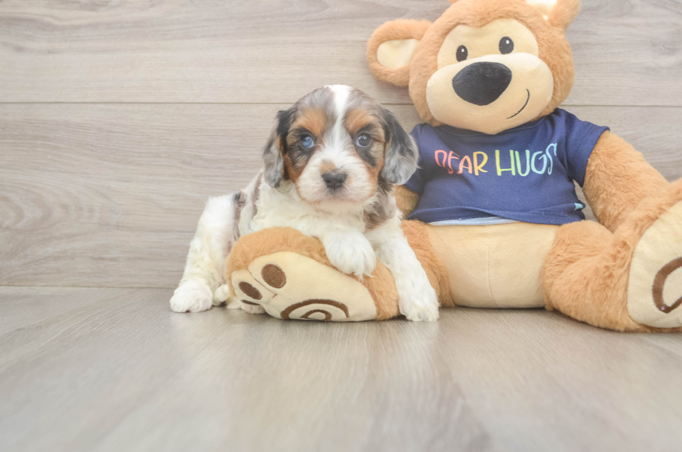 6 week old Cavapoo Puppy For Sale - Simply Southern Pups