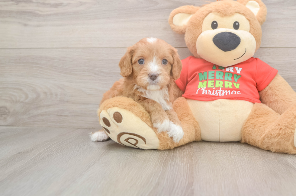 5 week old Cavapoo Puppy For Sale - Simply Southern Pups