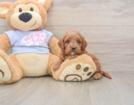 7 week old Cavapoo Puppy For Sale - Simply Southern Pups