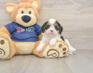 7 week old Cavapoo Puppy For Sale - Simply Southern Pups