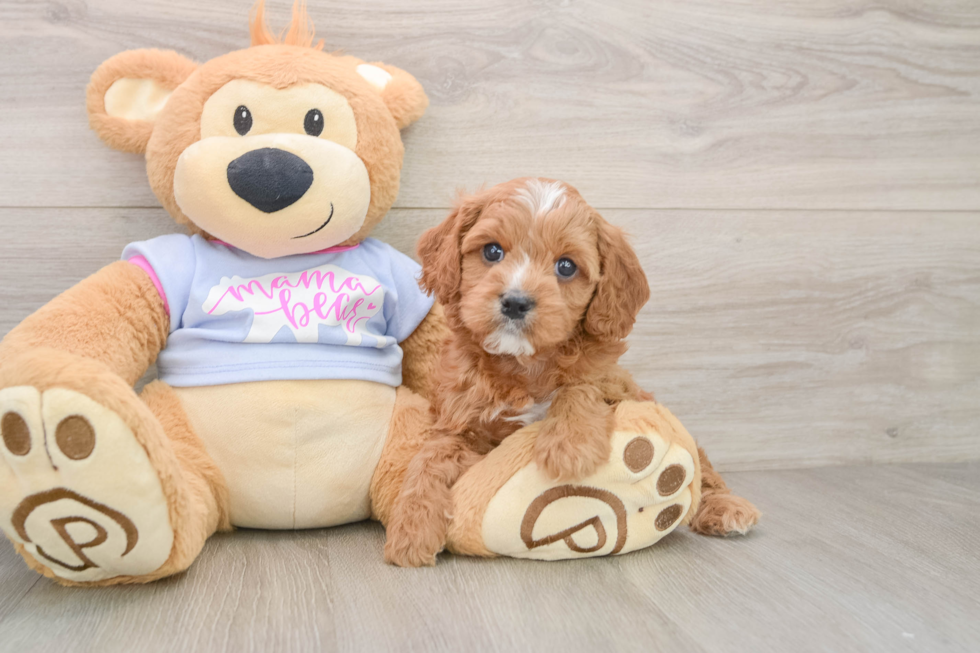 Friendly Cavapoo Baby