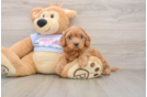 Funny Cavapoo Poodle Mix Pup