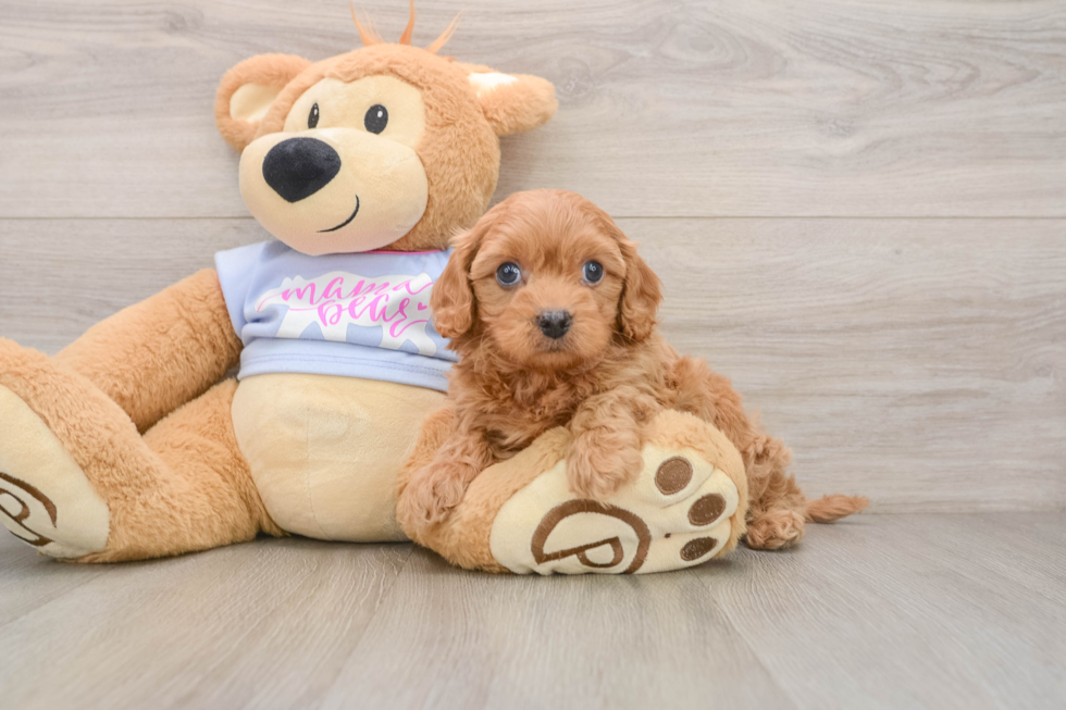 Funny Cavapoo Poodle Mix Pup