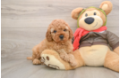 Adorable Cavalier King Charles Spaniel and Poodle Mix Poodle Mix Puppy