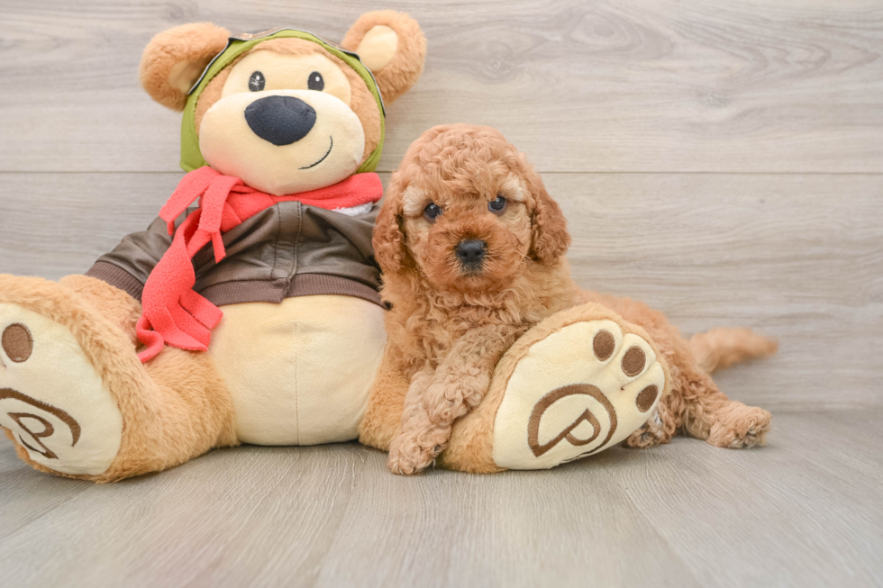 Best Cavapoo Baby