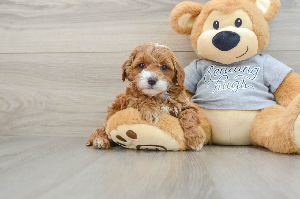 6 week old Cavapoo Puppy For Sale - Simply Southern Pups