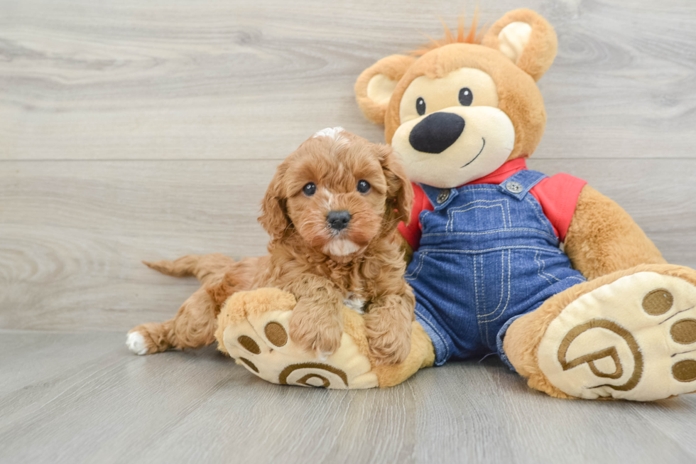 Adorable Cavalier King Charles Spaniel and Poodle Mix Poodle Mix Puppy