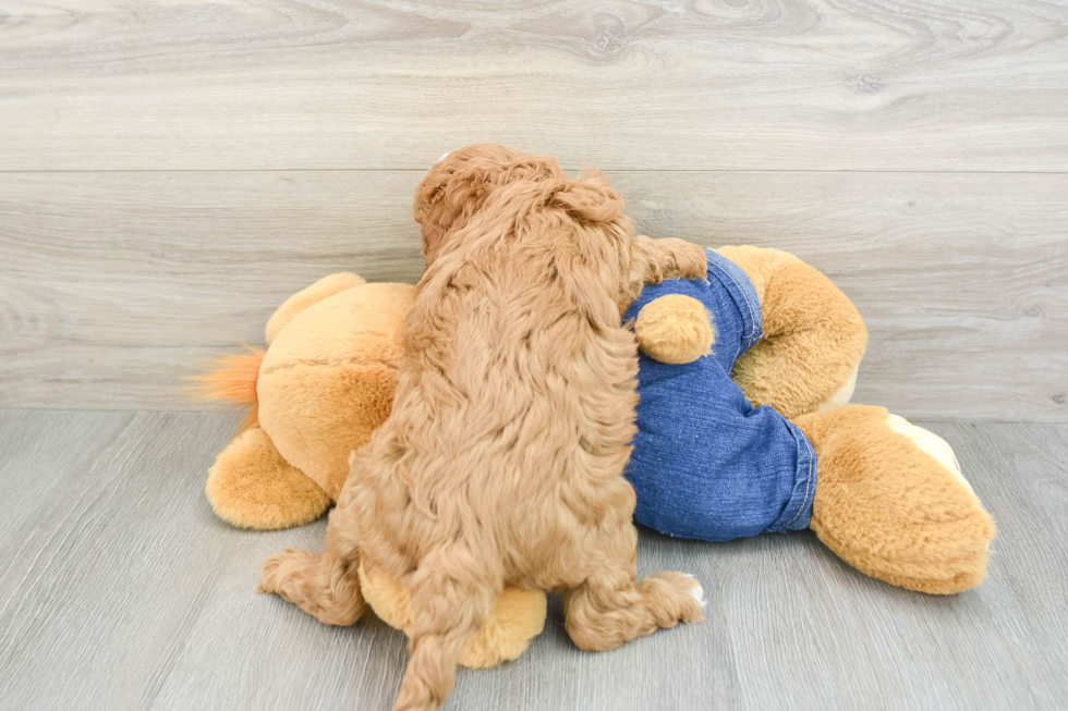 Playful Cavapoodle Poodle Mix Puppy