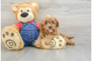 Cavapoo Puppy for Adoption