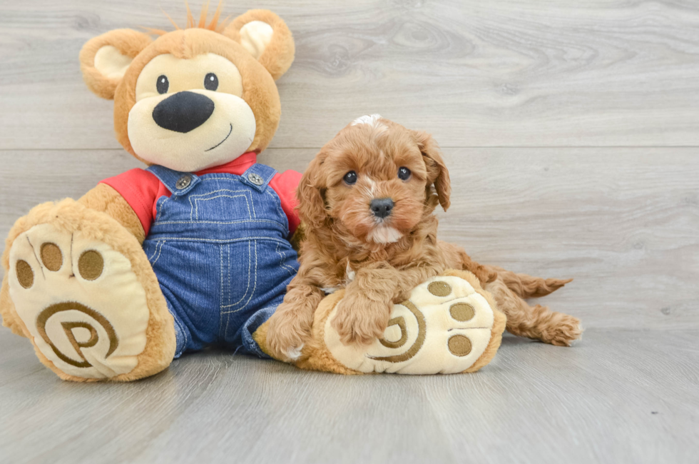 6 week old Cavapoo Puppy For Sale - Simply Southern Pups