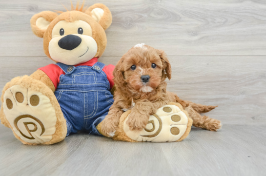 Cavapoo Puppy for Adoption