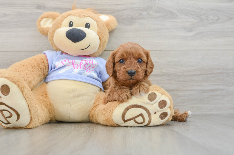 6 week old Cavapoo Puppy For Sale - Simply Southern Pups