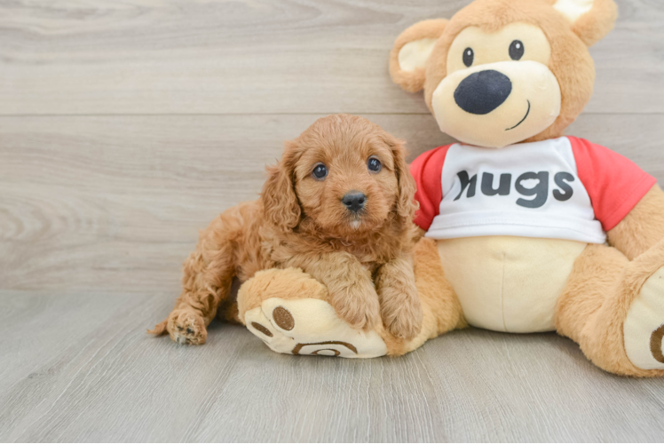 Hypoallergenic Cavadoodle Poodle Mix Puppy