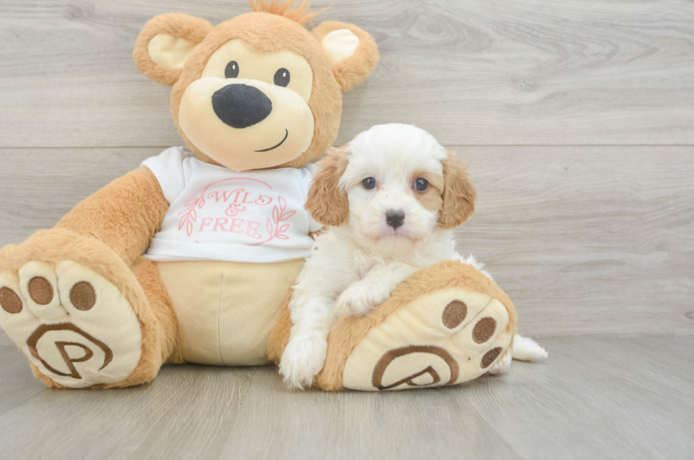 5 week old Cavapoo Puppy For Sale - Simply Southern Pups