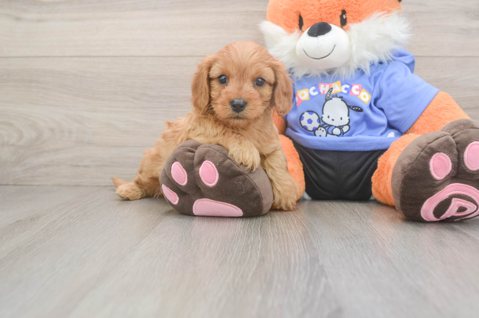 5 week old Cavapoo Puppy For Sale - Simply Southern Pups