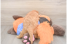 Sweet Cavapoo Baby