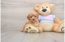 Small Cavapoo Baby