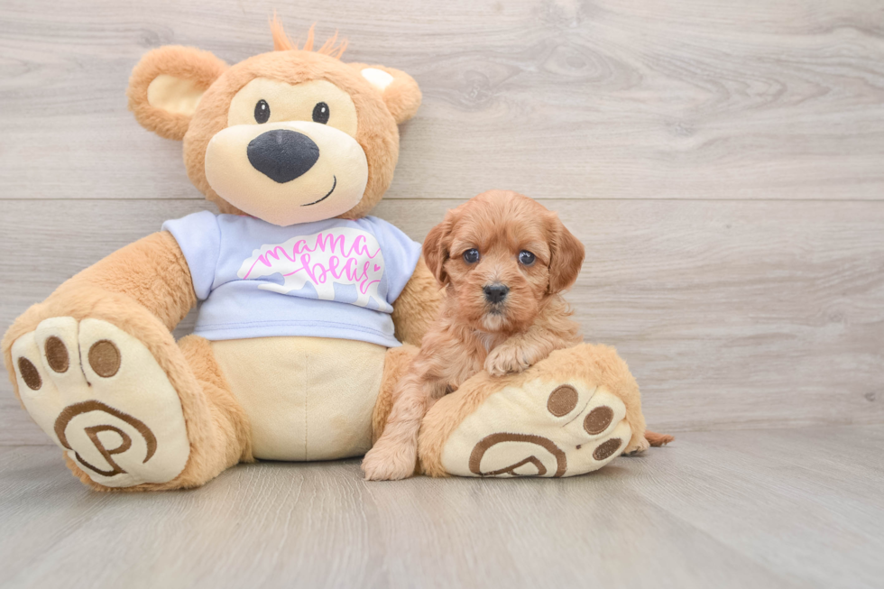 Best Cavapoo Baby