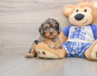 8 week old Cavapoo Puppy For Sale - Simply Southern Pups