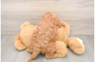 Best Cavapoo Baby