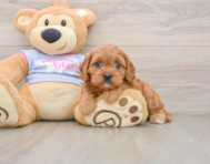 8 week old Cavapoo Puppy For Sale - Simply Southern Pups