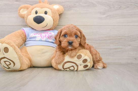 Cute Cavapoo Baby