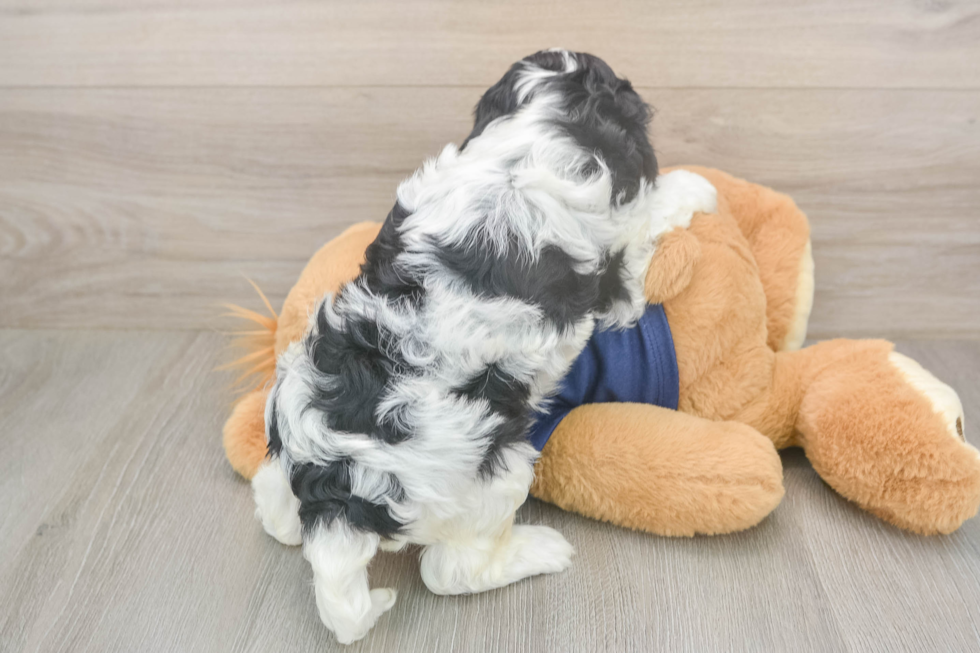 Cavapoo Puppy for Adoption