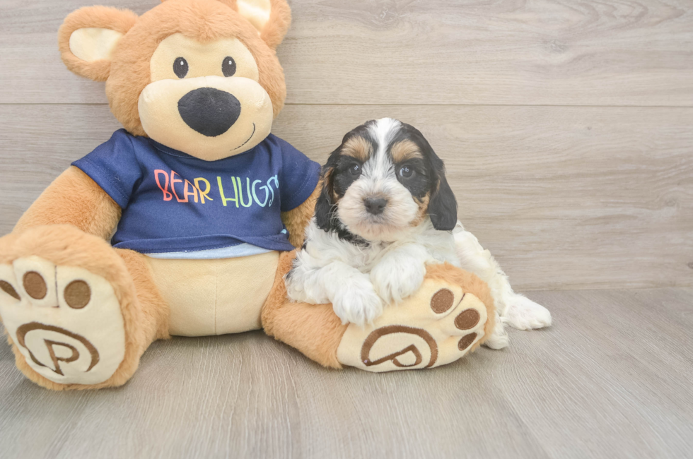 6 week old Cavapoo Puppy For Sale - Simply Southern Pups