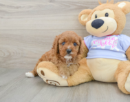 8 week old Cavapoo Puppy For Sale - Simply Southern Pups
