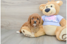 Cavapoo Puppy for Adoption