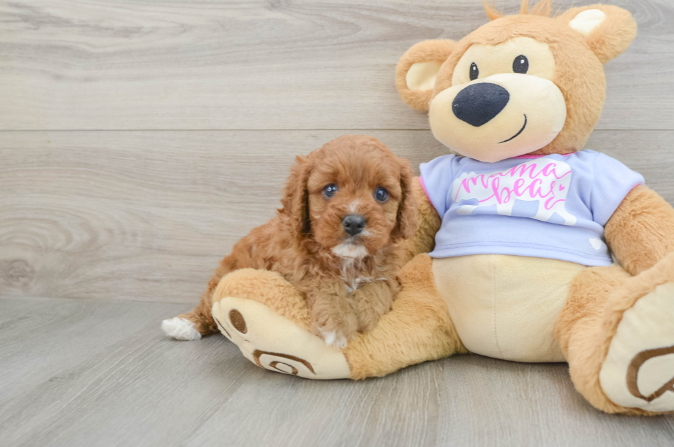 6 week old Cavapoo Puppy For Sale - Simply Southern Pups