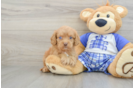 Cavapoo Puppy for Adoption