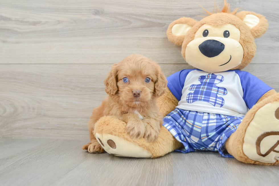 Cavapoo Puppy for Adoption