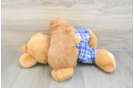 Smart Cavapoo Poodle Mix Pup