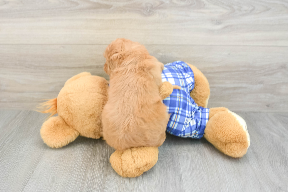 Smart Cavapoo Poodle Mix Pup