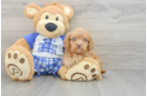 Best Cavapoo Baby
