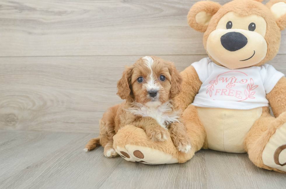 5 week old Cavapoo Puppy For Sale - Simply Southern Pups