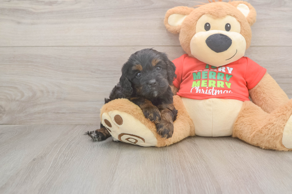 5 week old Cavapoo Puppy For Sale - Simply Southern Pups