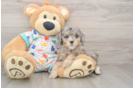 Cute Cavapoo Baby