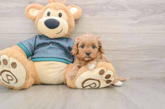 Fluffy Cavapoo Poodle Mix Pup