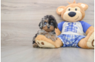 Best Cavapoo Baby