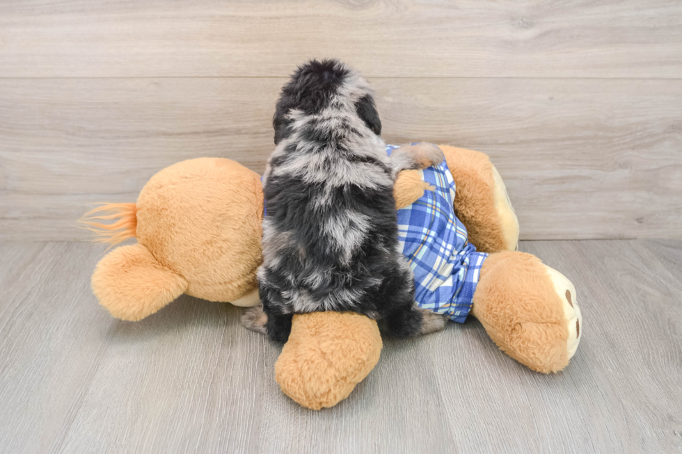 Friendly Cavapoo Baby
