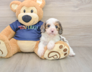 7 week old Cavapoo Puppy For Sale - Simply Southern Pups